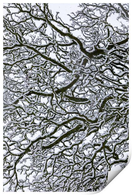 Snow Covered Oak Tree 1 of 3 Print by Phil Durkin DPAGB BPE4