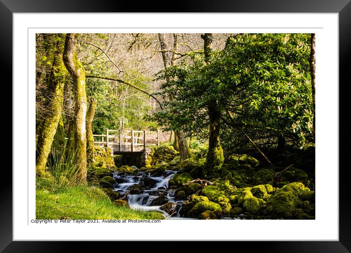 Bridge over river in the forest Framed Mounted Print by Peter Taylor