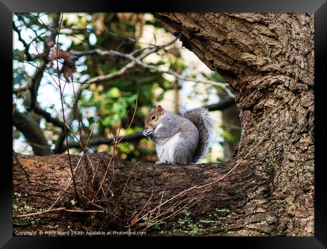 A squirrel having a snack Framed Print by Mark Ward