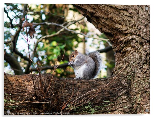 A squirrel having a snack Acrylic by Mark Ward