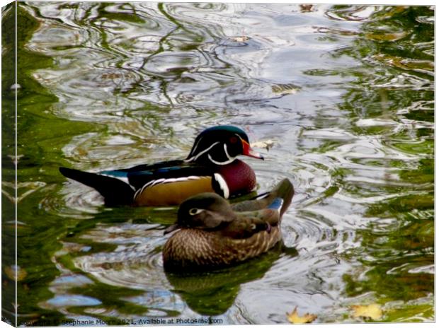 Two Ducks Canvas Print by Stephanie Moore