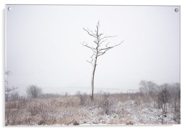 Lone Tree Acrylic by Graham Custance
