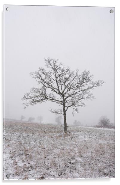 Lone Tree Acrylic by Graham Custance
