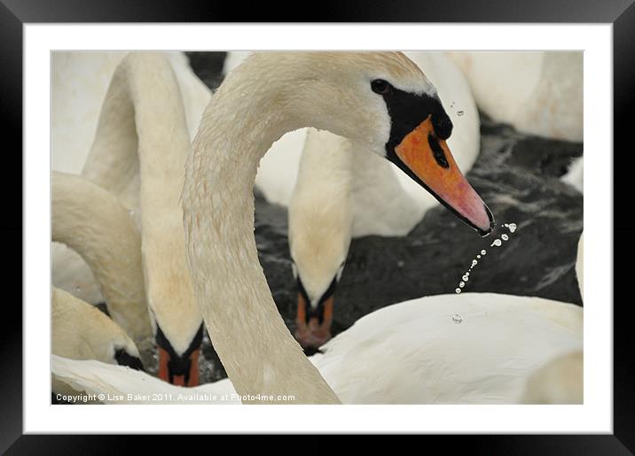 The Swan Framed Mounted Print by Lise Baker