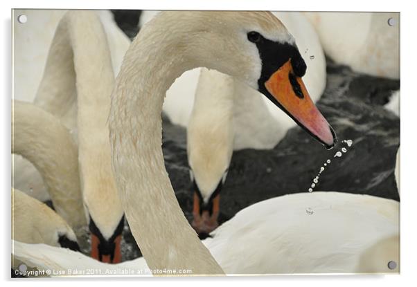 The Swan Acrylic by Lise Baker