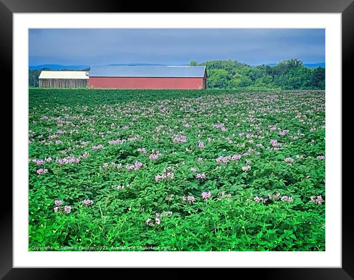 A Sea of Pink Framed Mounted Print by Deanne Flouton