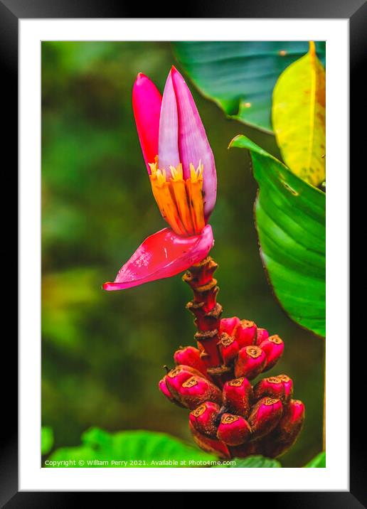 Pink Hairy Banana Moorea Tahiti Framed Mounted Print by William Perry