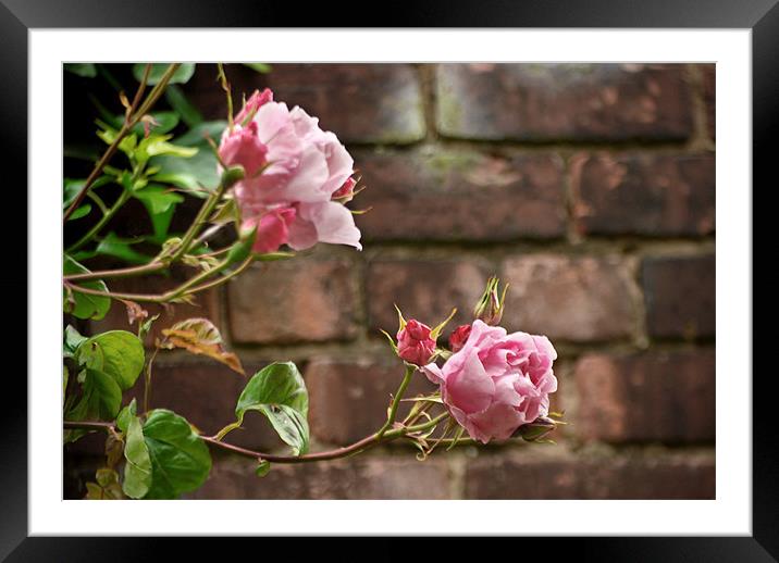 Rose Blossoms Framed Mounted Print by