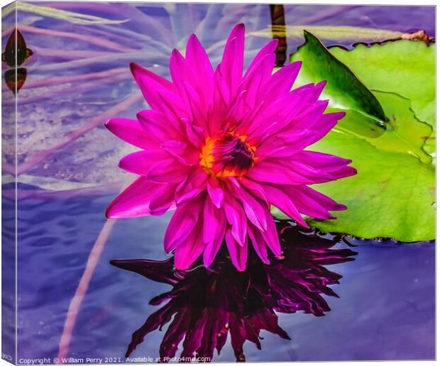 Pink Purple Yellow Siam Water Lily Moorea Tahiti Canvas Print by William Perry
