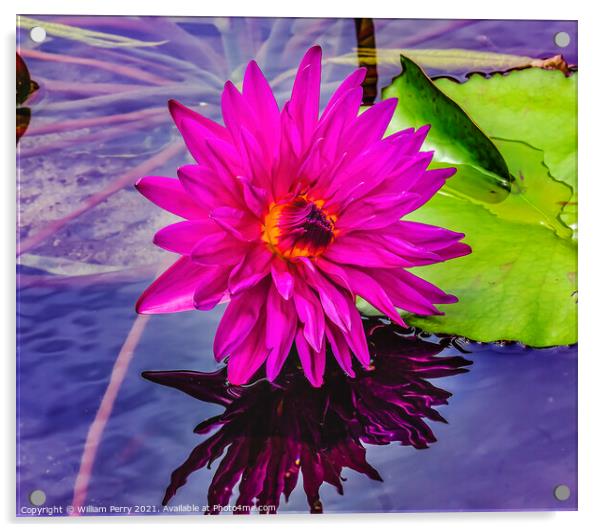 Pink Purple Yellow Siam Water Lily Moorea Tahiti Acrylic by William Perry
