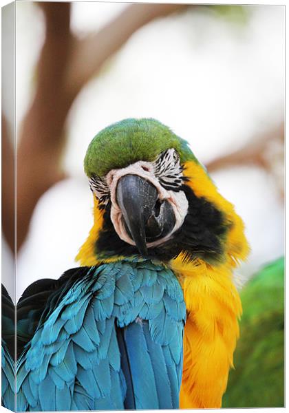 Blue and Yellow Macaw Canvas Print by Chris Turner