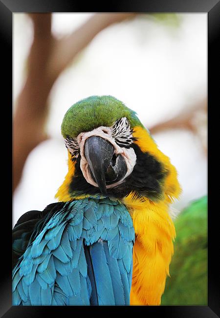 Blue and Yellow Macaw Framed Print by Chris Turner