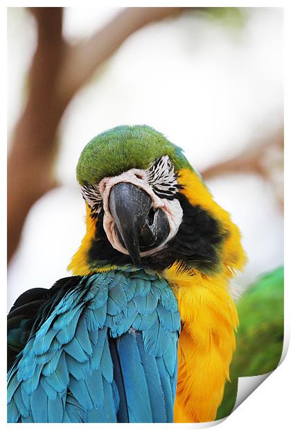 Blue and Yellow Macaw Print by Chris Turner