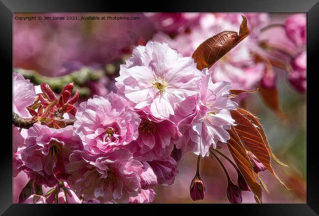 Artistic Cherry Blossom Framed Print by Jim Jones