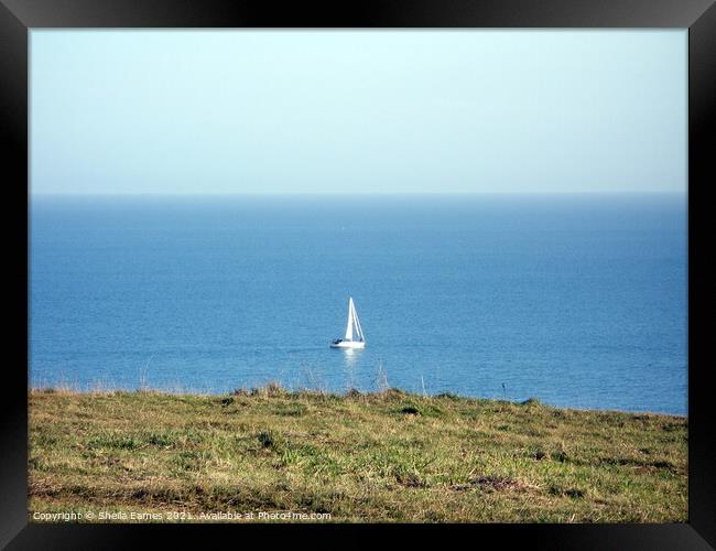 White Boat sailing round Berry Head in Devon Framed Print by Sheila Eames