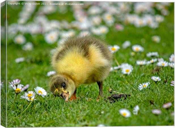 A greylag gosling standing on top of a grass covered field Canvas Print by Vicky Outen