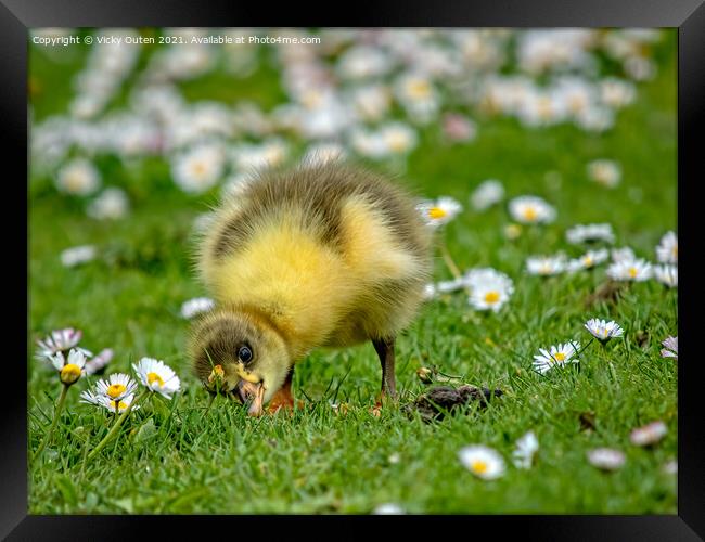 A greylag gosling standing on top of a grass covered field Framed Print by Vicky Outen