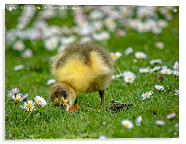 A greylag gosling standing on top of a grass covered field Acrylic by Vicky Outen