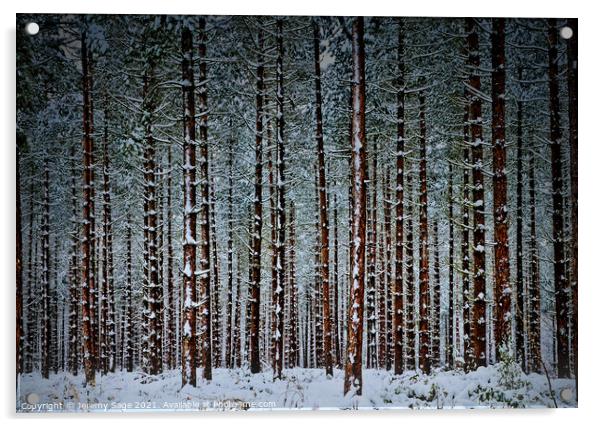 Into the Winter Wonderland Acrylic by Jeremy Sage
