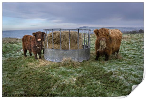 Highland Cow and Calf on Ilkley moor. Print by Chris North