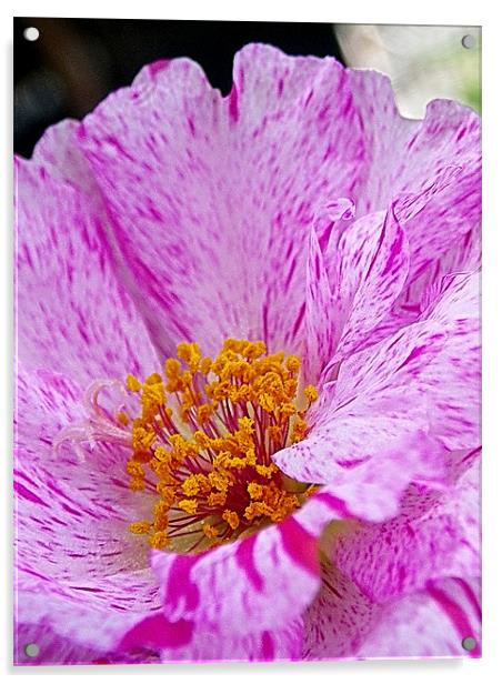 Flower, purple gold macro Acrylic by Patti Barrett