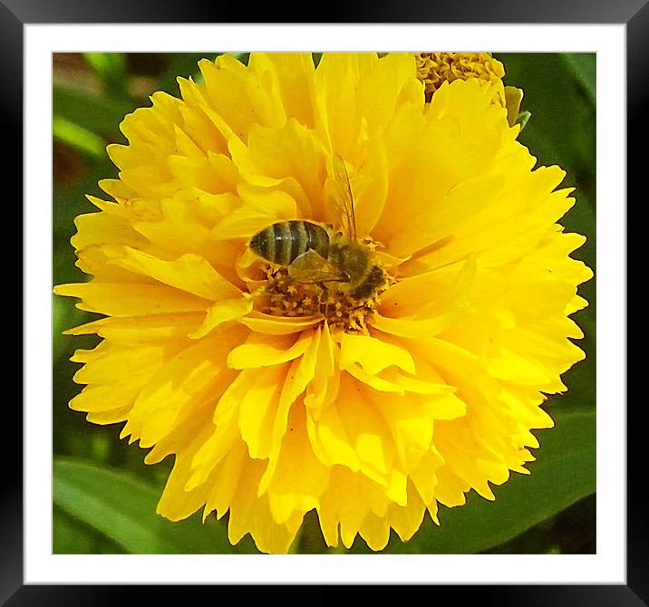 Bee in flower macro Framed Mounted Print by Patti Barrett