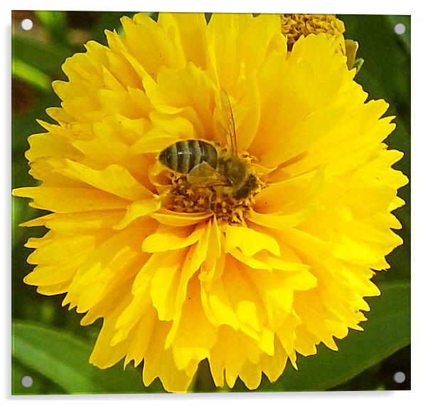 Bee in flower macro Acrylic by Patti Barrett