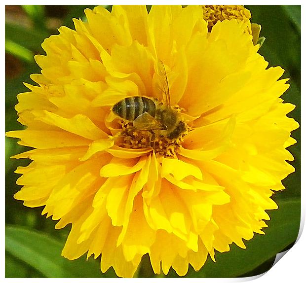 Bee in flower macro Print by Patti Barrett