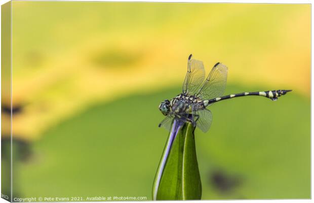 Dragonfly on a Lily Canvas Print by Pete Evans