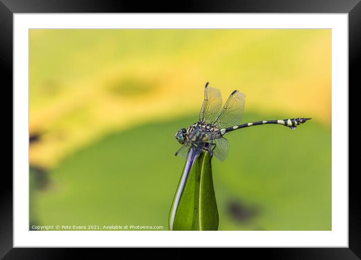 Dragonfly on a Lily Framed Mounted Print by Pete Evans