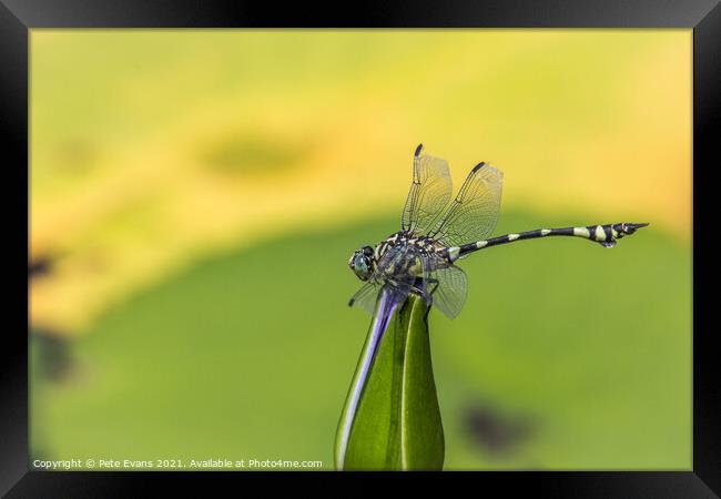 Dragonfly on a Lily Framed Print by Pete Evans