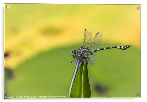 Dragonfly on a Lily Acrylic by Pete Evans