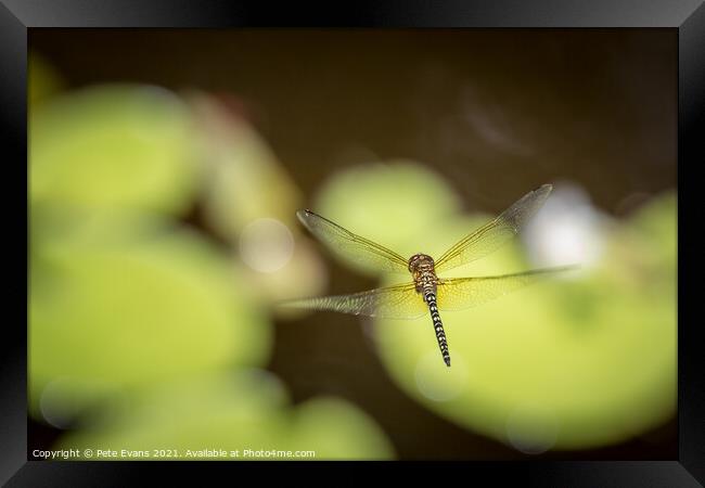 Dragonfly in flight Framed Print by Pete Evans