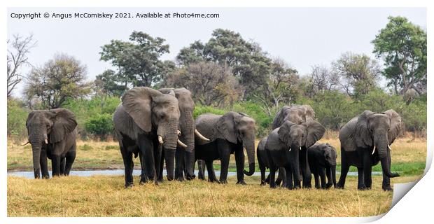 Elephants leaving river in Okavango Delta Print by Angus McComiskey