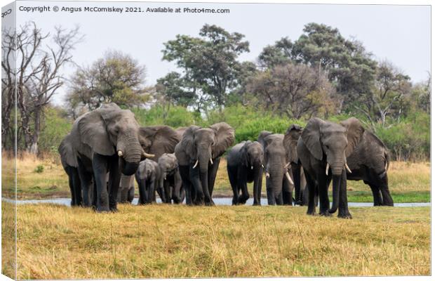 Family of Elephants leaving river, Okavango Delta Canvas Print by Angus McComiskey