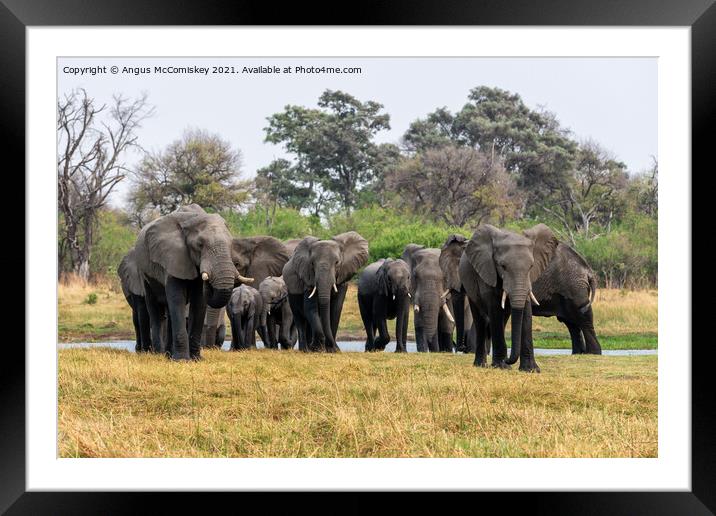 Family of Elephants leaving river, Okavango Delta Framed Mounted Print by Angus McComiskey