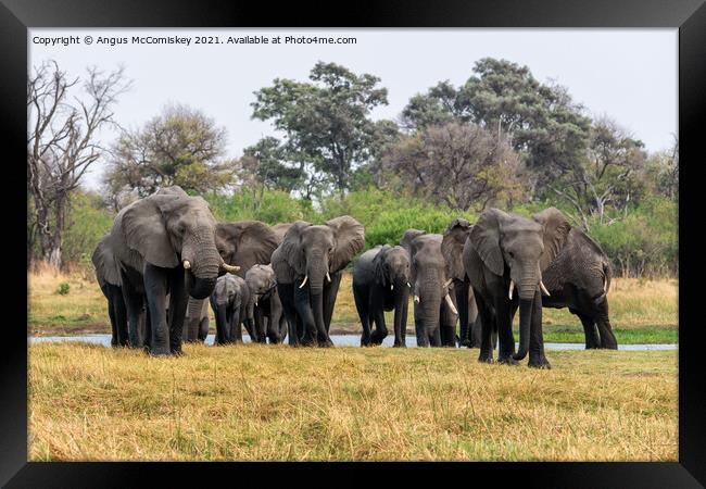 Family of Elephants leaving river, Okavango Delta Framed Print by Angus McComiskey