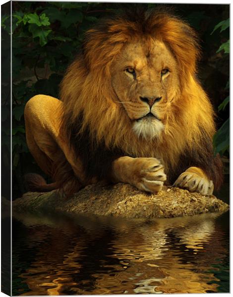 The Lion King Canvas Print by Abdul Kadir Audah