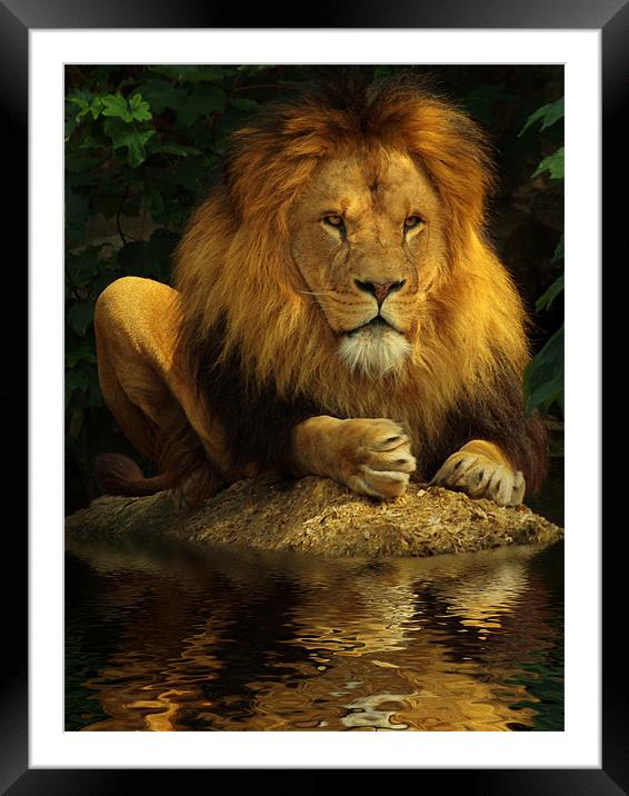 The Lion King Framed Mounted Print by Abdul Kadir Audah