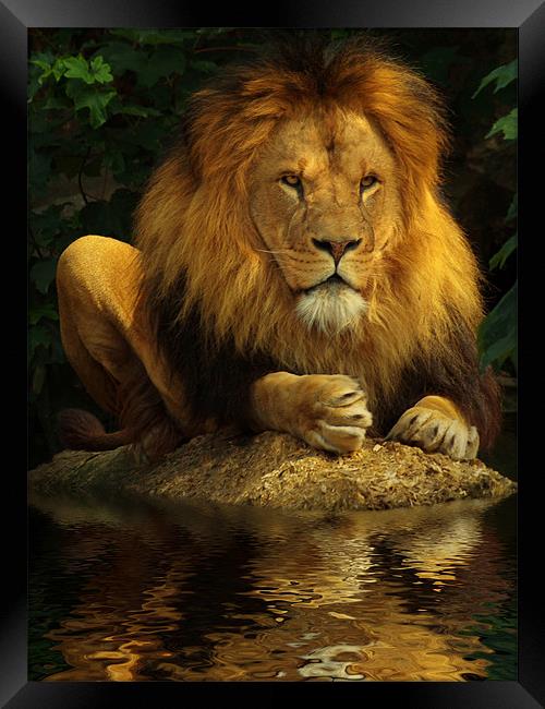 The Lion King Framed Print by Abdul Kadir Audah