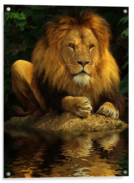 The Lion King Acrylic by Abdul Kadir Audah