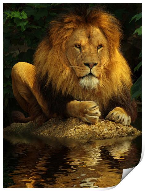 The Lion King Print by Abdul Kadir Audah