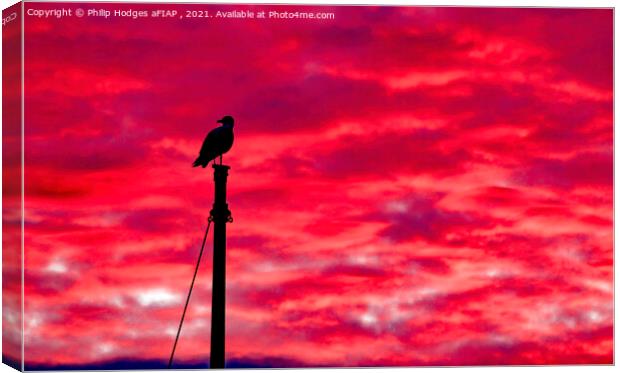 Seagull Sentinel Canvas Print by Philip Hodges aFIAP ,