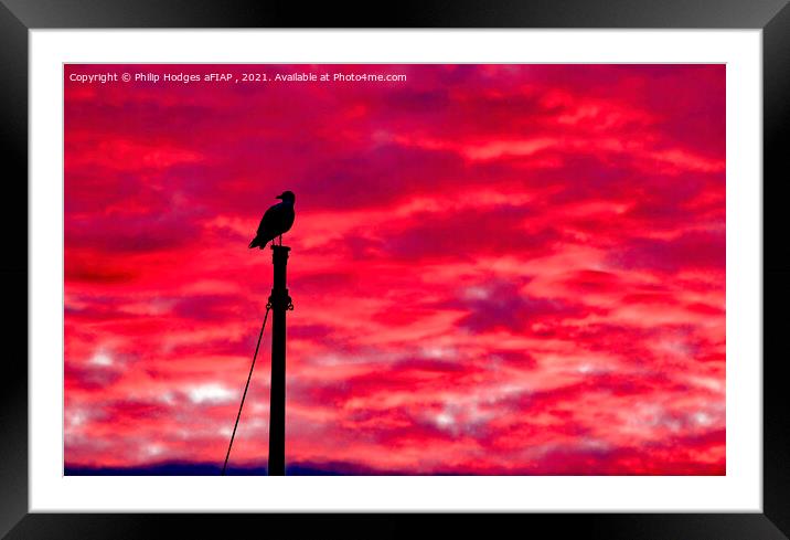 Seagull Sentinel Framed Mounted Print by Philip Hodges aFIAP ,