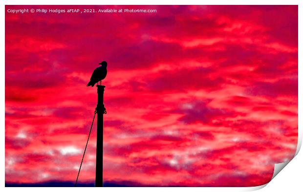 Seagull Sentinel Print by Philip Hodges aFIAP ,