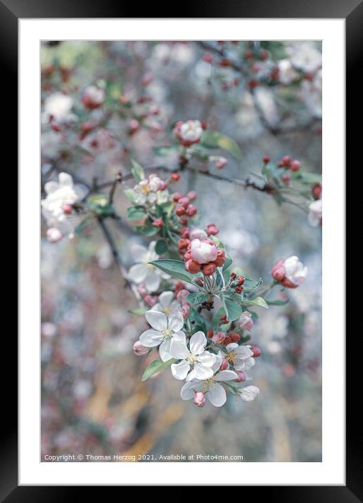 Crabapple blossoms Framed Mounted Print by Thomas Herzog