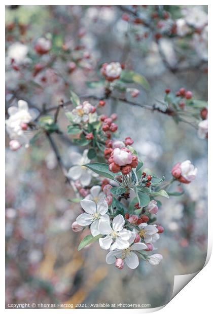 Crabapple blossoms Print by Thomas Herzog