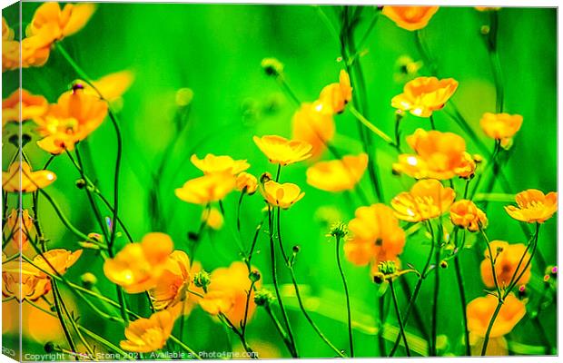 Buttercup flowers  Canvas Print by Ian Stone