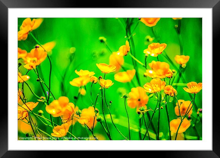 Buttercup flowers  Framed Mounted Print by Ian Stone