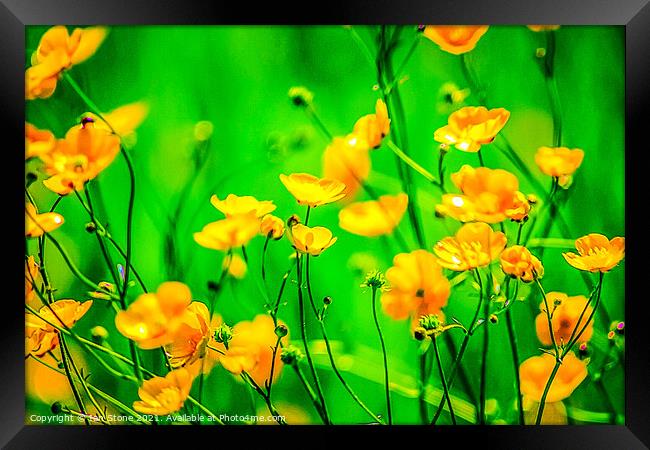 Buttercup flowers  Framed Print by Ian Stone